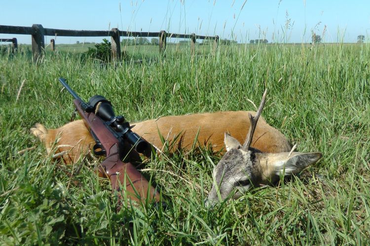 őzbak vadászat, Cigánd